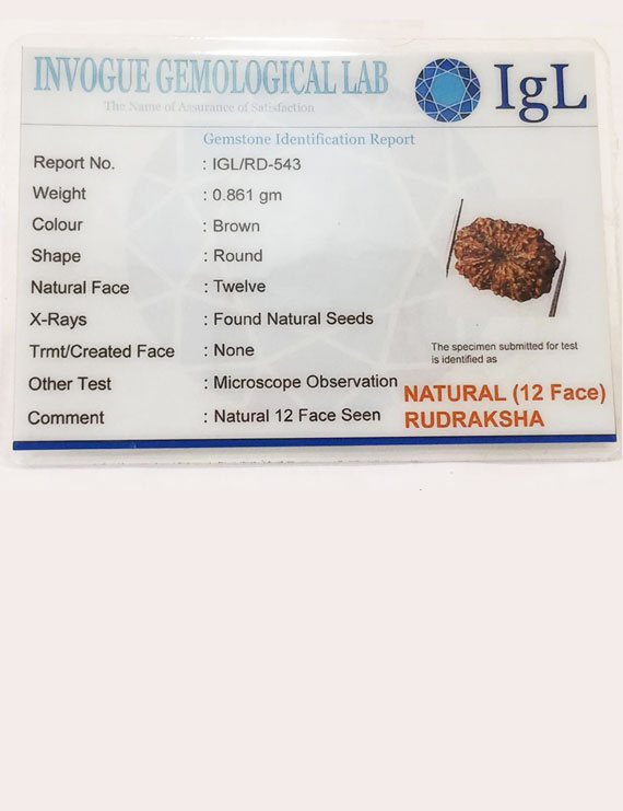 12 Mukhi Certified Indonesian Rudraksha Size- 15.50 mm